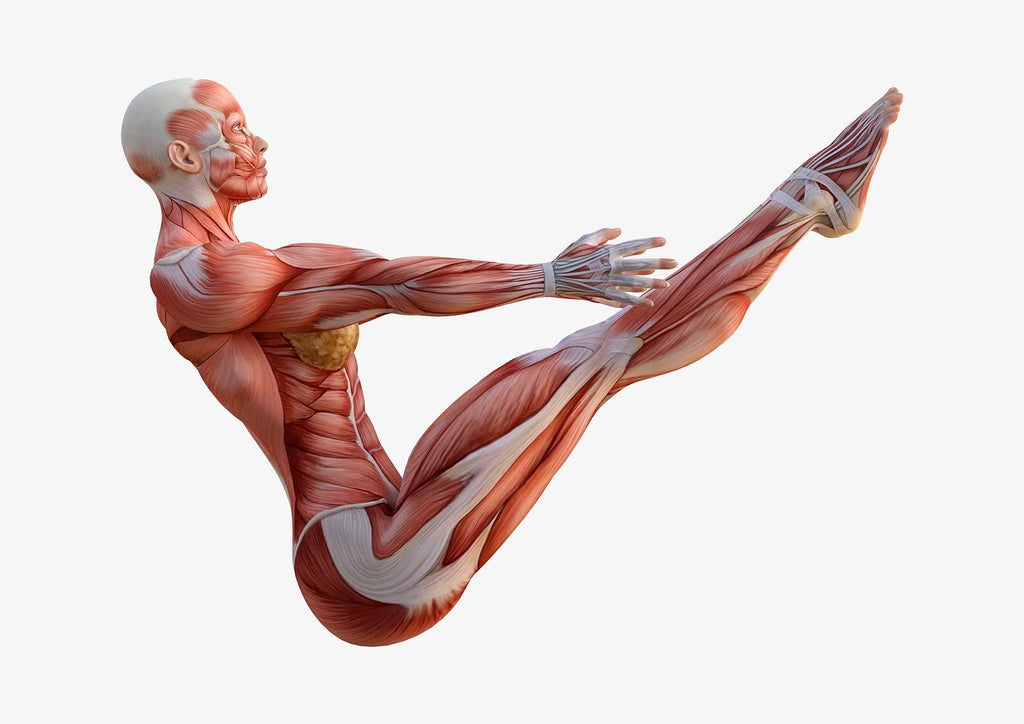 Yoga-Anatomie