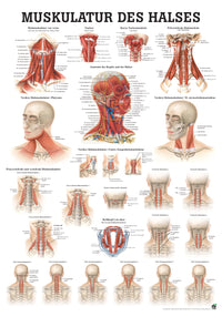 Muskulatur des Halses (Poster 50cm x 70cm) - YOGISHOP