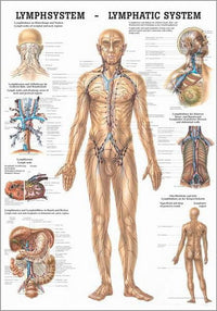 Lymphsystem des Menschen (Poster 50cm x 70cm) - YOGISHOP