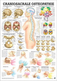 Craniosacrale Osteopathie (Poster 24cm x 34cm) - YOGISHOP