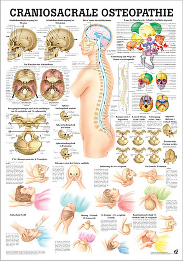 Craniosacrale Osteopathie (Poster 24cm x 34cm) - YOGISHOP