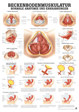 Beckenbodenmuskulatur - YOGISHOP