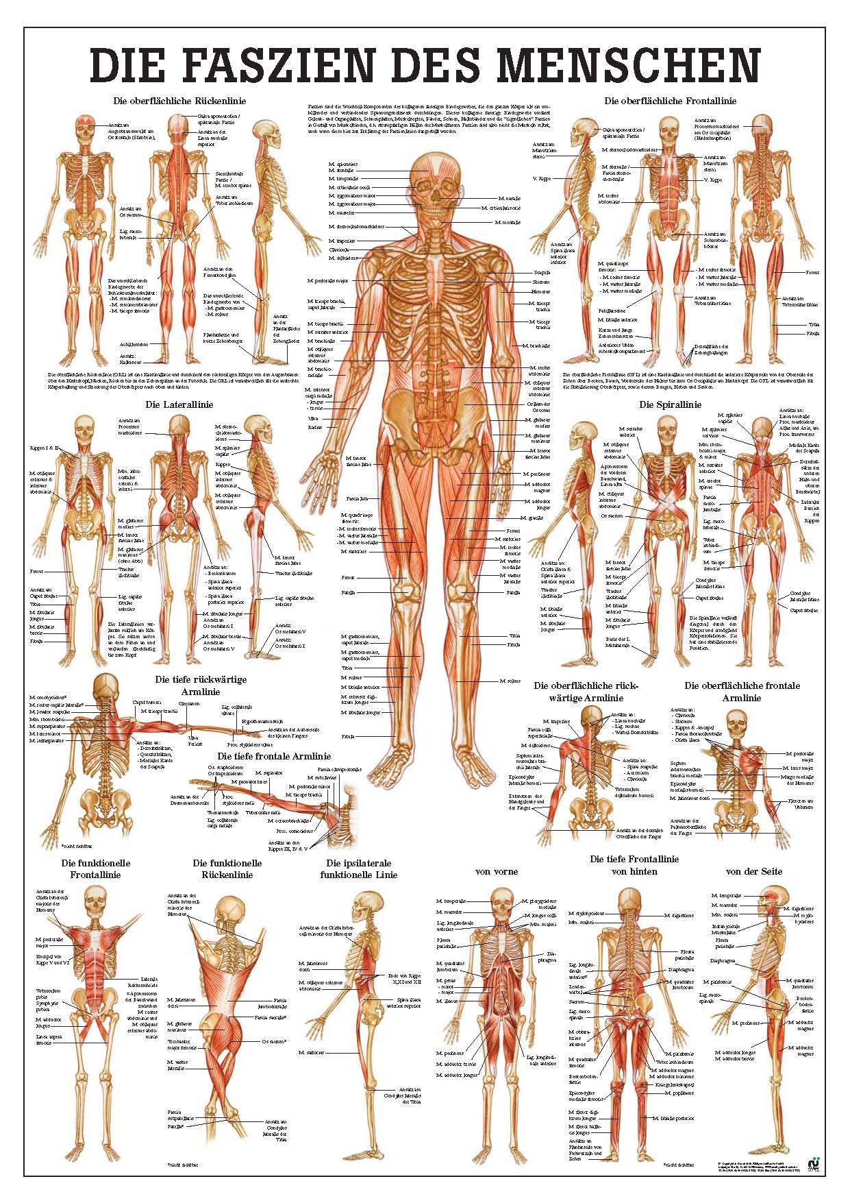 Die Faszien des Menschen (Poster 24cm x 34cm) - YOGISHOP