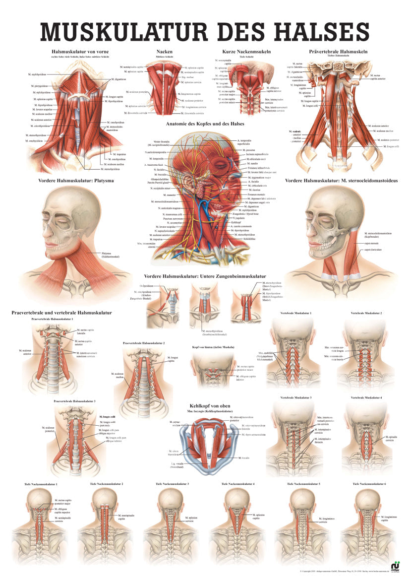 Muskulatur des Halses (Poster 50cm x 70cm) - YOGISHOP