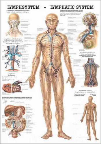 Lymphsystem des Menschen (Poster 50cm x 70cm) - YOGISHOP