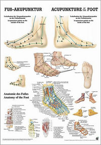 Fuß-Akupunktur (Poster 24cm x 34cm) - YOGISTAR