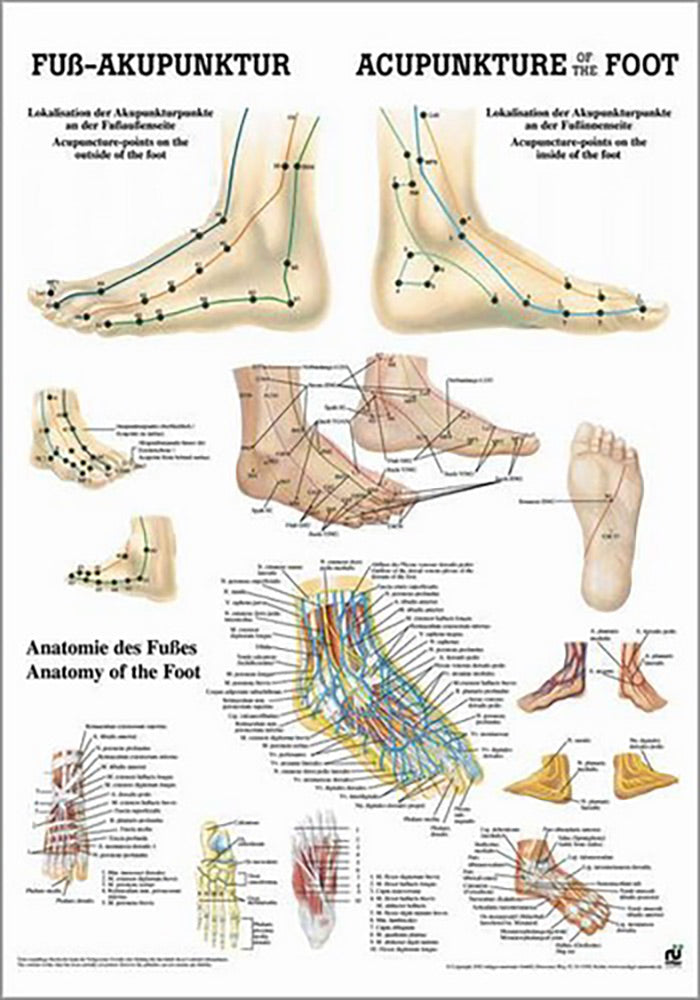 Fuß-Akupunktur (Poster 24cm x 34cm) - YOGISTAR