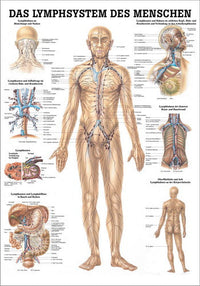 Lymphsystem des Menschen (Poster 24cm x 34cm)