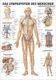 Lymphsystem des Menschen (Poster 24cm x 34cm) - YOGISHOP