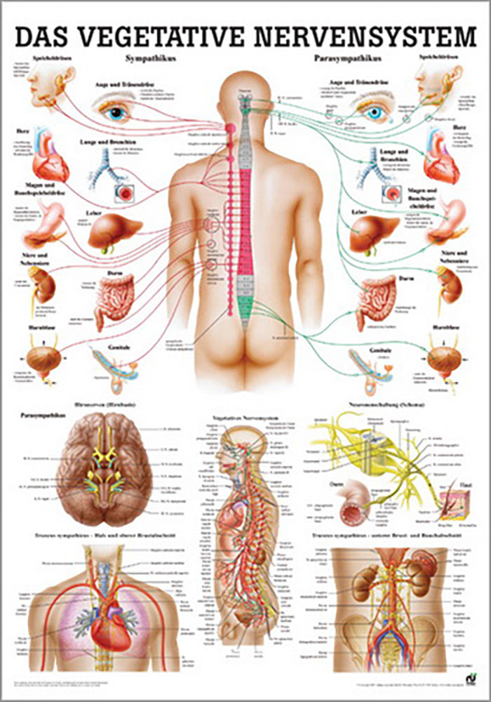 Das Vegetative Nervensystem (Poster 24cm x 34cm) - YOGISHOP