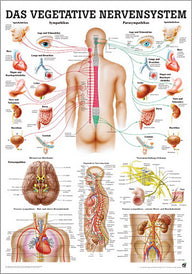 Das Vegetative Nervensystem (Poster 24cm x 34cm) - YOGISHOP