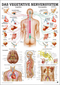 Das Vegetative Nervensystem (Poster 24cm x 34cm) - YOGISHOP