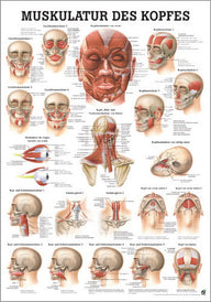 Muskulatur des Kopfes (Poster 24cm x 34cm) - YOGISHOP