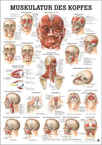 Muskulatur des Kopfes (Poster 24cm x 34cm) - YOGISHOP