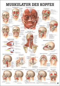 Muskulatur des Kopfes (Poster 24cm x 34cm) - YOGISHOP