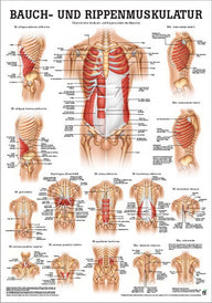 Bauch- und Rippenmuskulatur (Poster 24cm x 34cm) - YOGISHOP