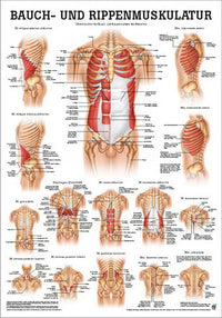 Bauch- und Rippenmuskulatur (Poster 24cm x 34cm) - YOGISHOP