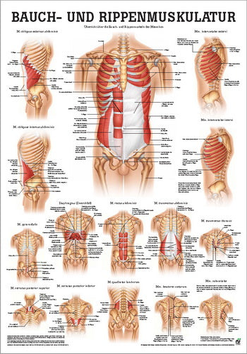 Bauch- und Rippenmuskulatur (Poster 24cm x 34cm) - YOGISHOP