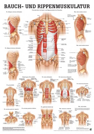 Abdominal and Rib Muscles (Poster 50cm x 70cm) 