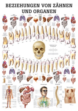 Beziehung von Zähnen und Organen Lehrtafel 70cm x 100cm