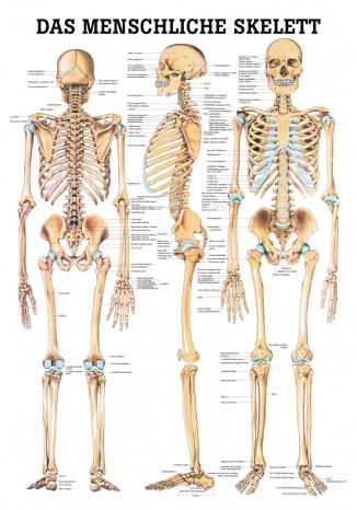 The human skeleton Instruction board 70cm x 100cm