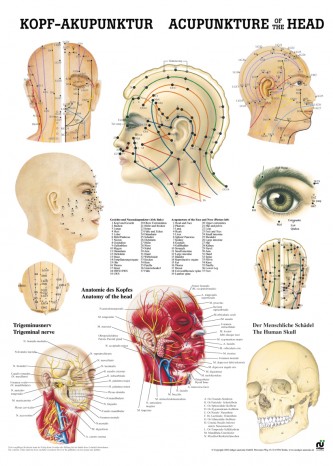 Head acupuncture Poster 24cm x 34cm