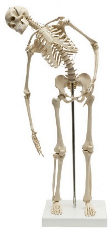 Menschliches Mini-Skelett, flexibel 