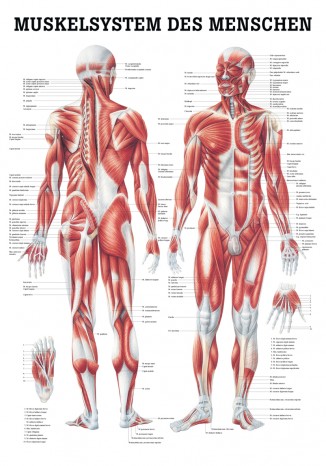 The muscular system Instruction board 70cm x 100cm