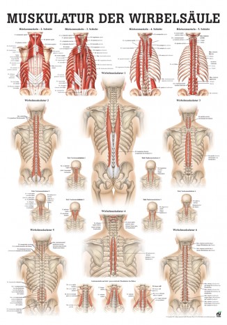 Muskulatur der Wirbelsäule Poster 50cm x 70cm