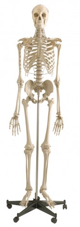 Menschliches Skelett, flexibel 