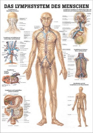 Lymphsystem des Menschen (Poster 24cm x 34cm) 