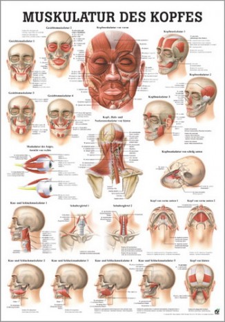 Muskulatur des Kopfes (Poster 24cm x 34cm) 