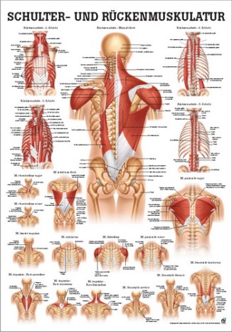 Schulter- und Rückenmuskulatur (Poster 24cm x 34cm) 