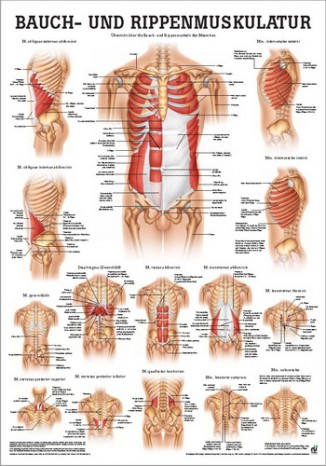 Bauch- und Rippenmuskulatur (Poster 24cm x 34cm) 